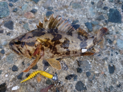 タケノコメバルの釣果