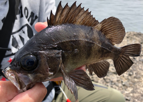 シロメバルの釣果