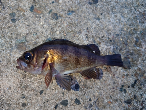 メバルの釣果