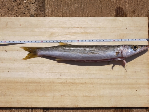 カマスの釣果