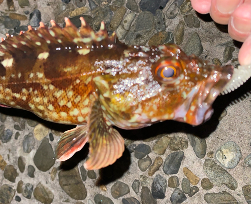 カサゴの釣果