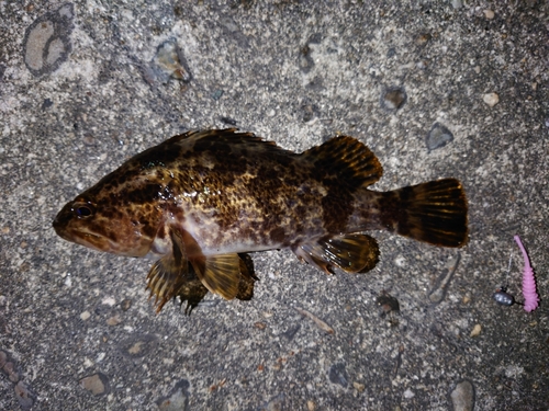 タケノコメバルの釣果