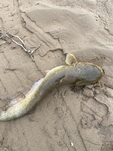 ナマズの釣果