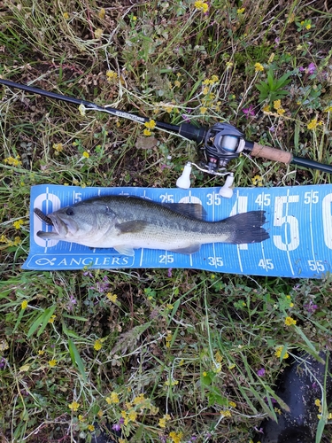 ブラックバスの釣果