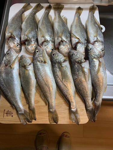 イシモチの釣果