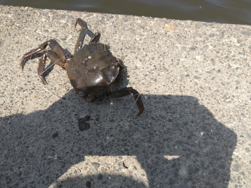 カニの釣果