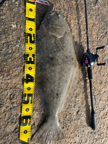 ヒラメの釣果