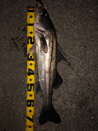 スズキの釣果