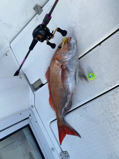 タイの釣果