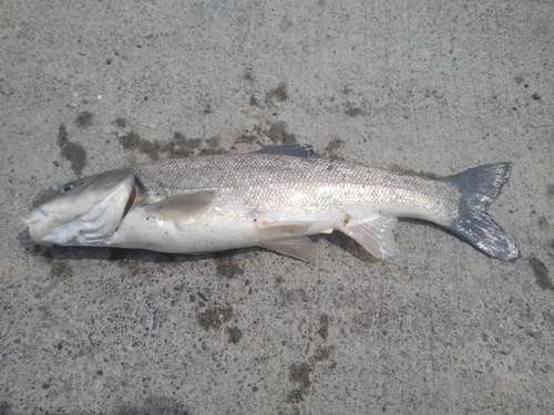 ウグイの釣果