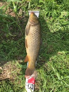 コイの釣果