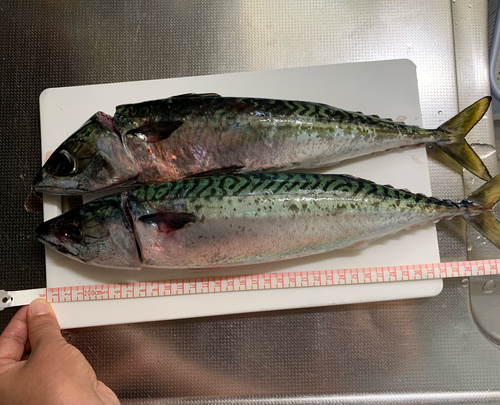 サバの釣果