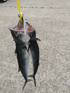 サゴシの釣果