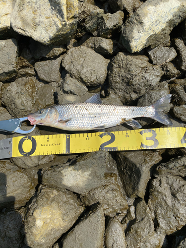 ニゴイの釣果