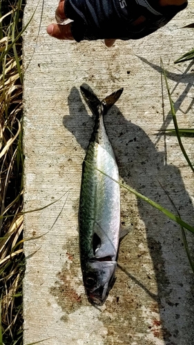 サバの釣果