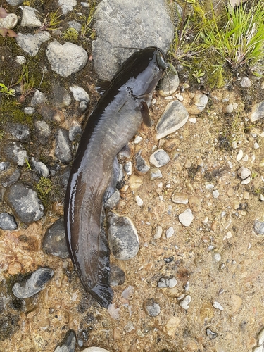 ナマズの釣果