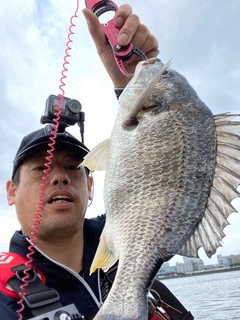 キビレの釣果