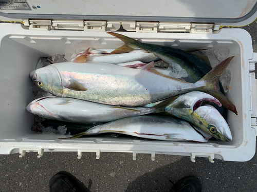 イナダの釣果