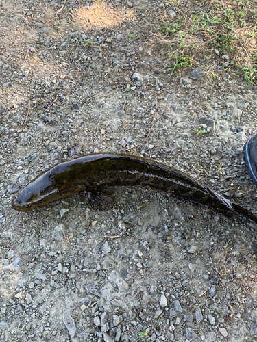 ライギョの釣果