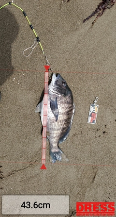 クロダイの釣果