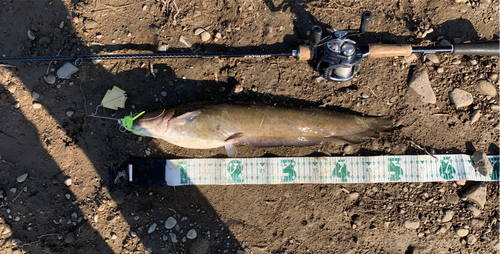 ナマズの釣果