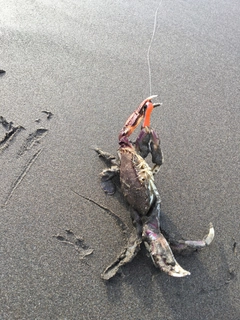 カニの釣果