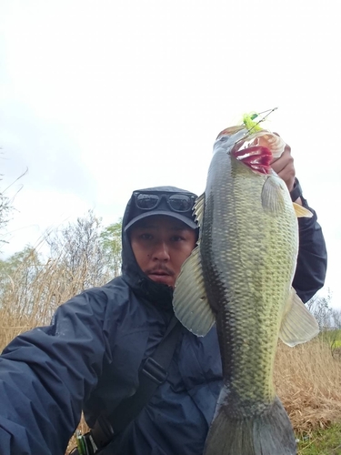 ラージマウスバスの釣果