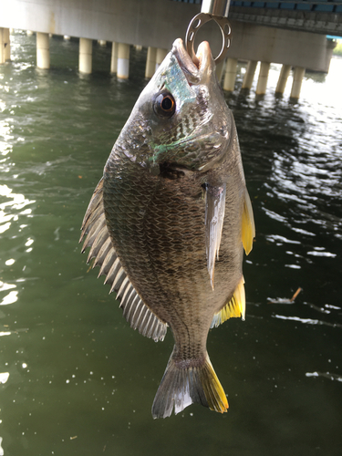 キビレの釣果