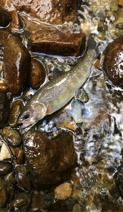 ニッコウイワナの釣果