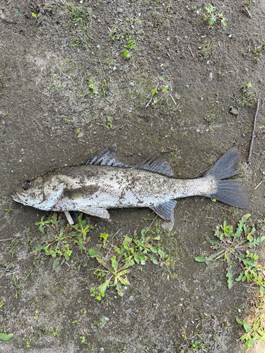 フッコ（マルスズキ）の釣果