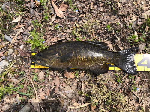 スモールマウスバスの釣果