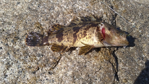 タケノコメバルの釣果