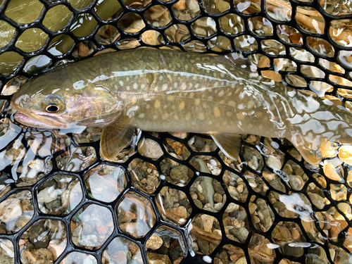 イワナの釣果