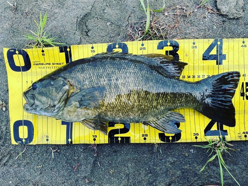 スモールマウスバスの釣果