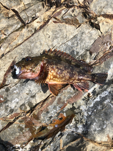 アラカブの釣果