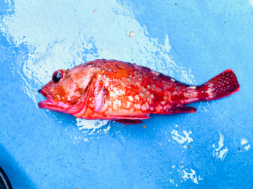 カサゴの釣果