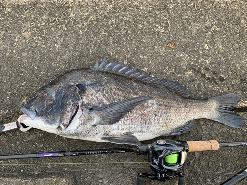 クロダイの釣果