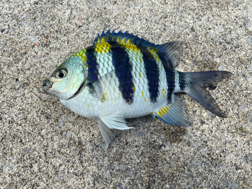 オヤビッチャの釣果