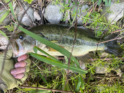 ラージマウスバスの釣果