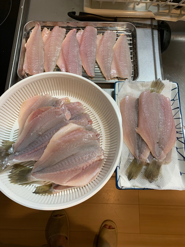 イシモチの釣果