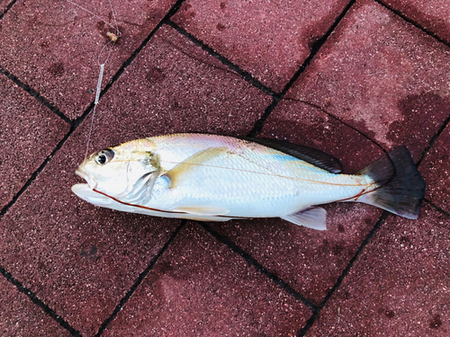 イシモチの釣果