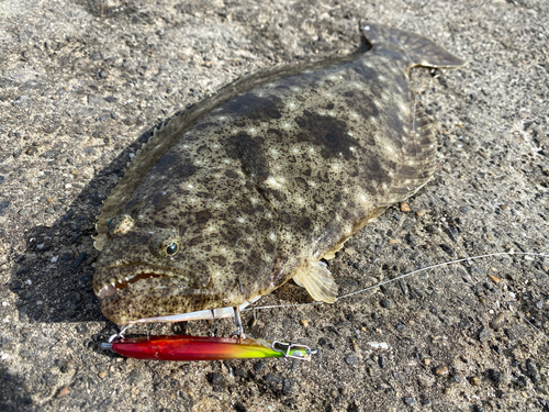 ヒラメの釣果