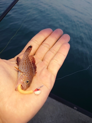 オオモンハタの釣果