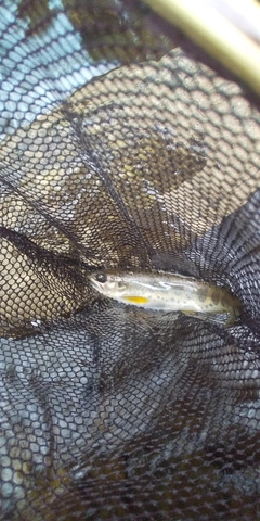アマゴの釣果