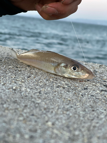 アイナメの釣果