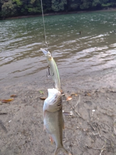 ハスの釣果