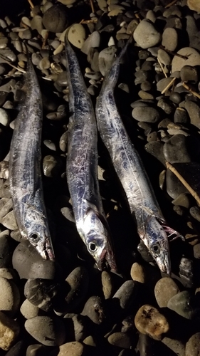 タチウオの釣果