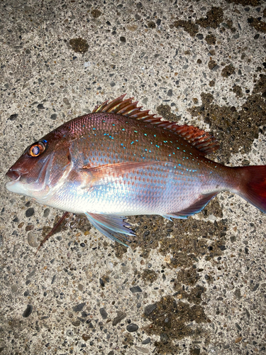 マダイの釣果