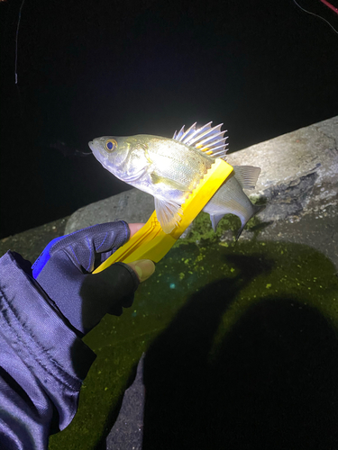 セイゴ（マルスズキ）の釣果