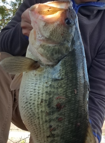 ラージマウスバスの釣果